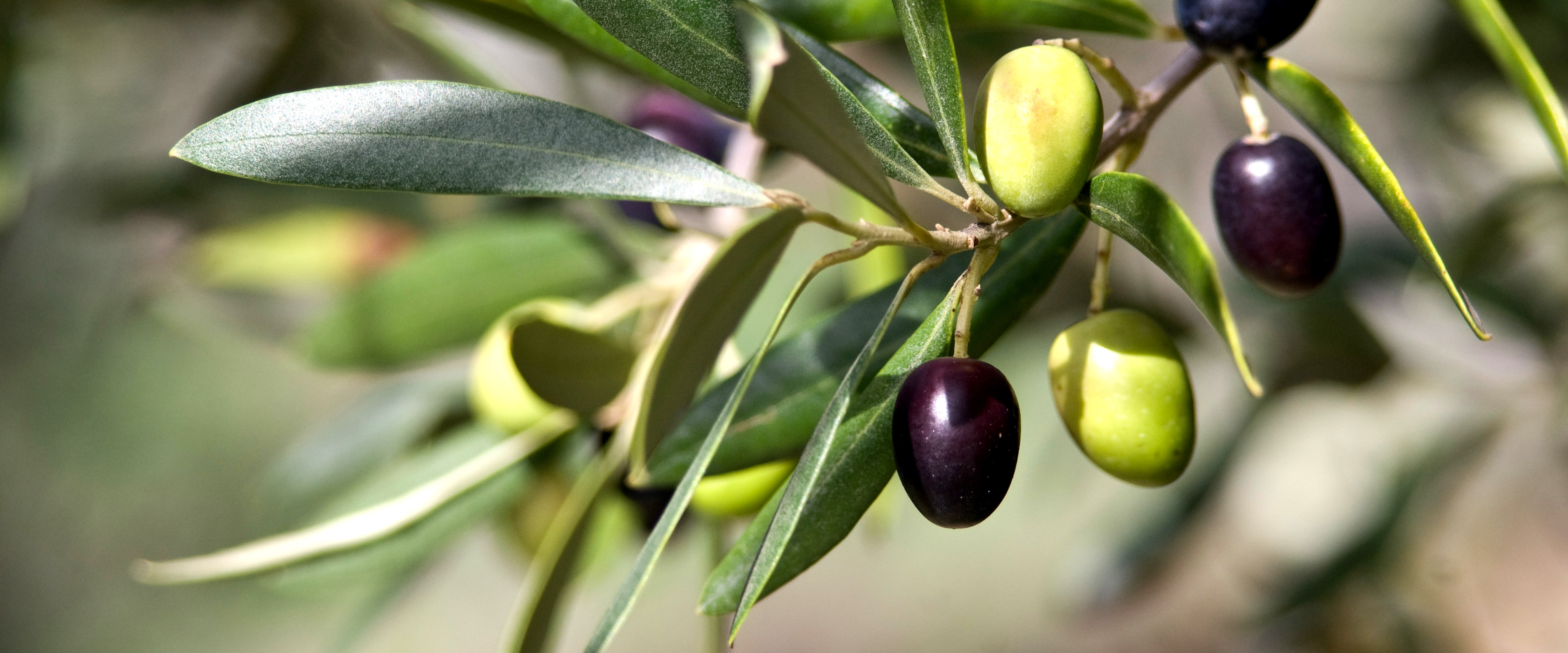 Fertilità Ecosostenibile